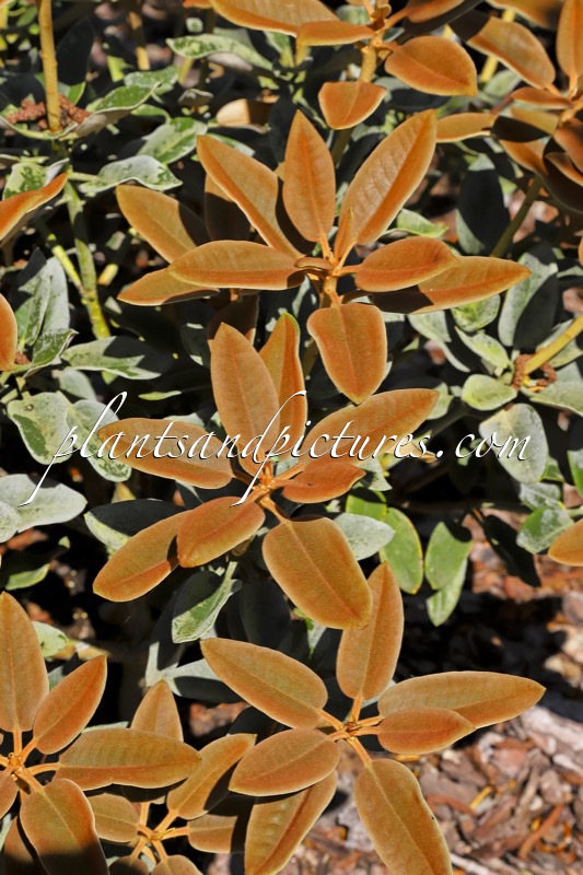 Rhododendron pachysanthum