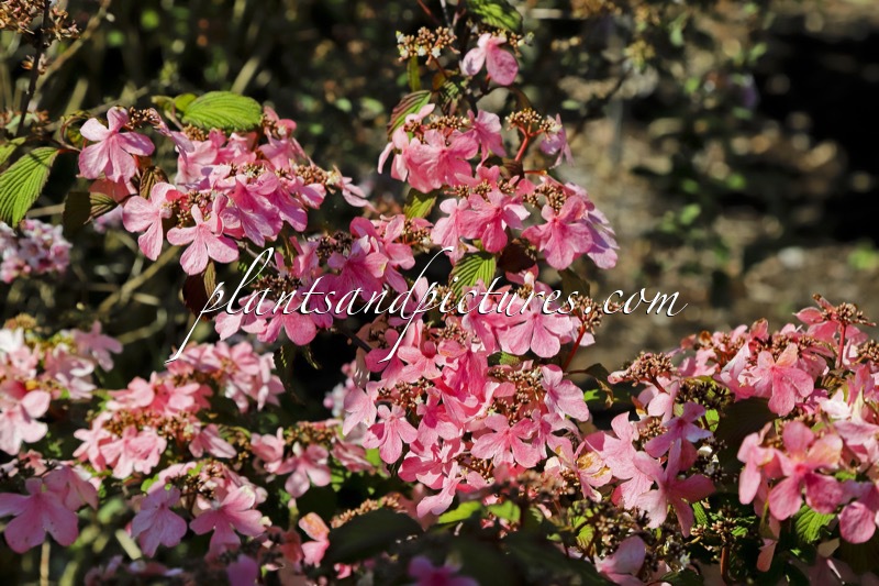 Viburnum plicatum ‘Molly Schroeder’