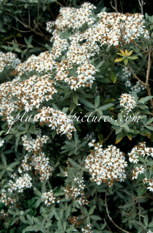 Olearia matthewsii