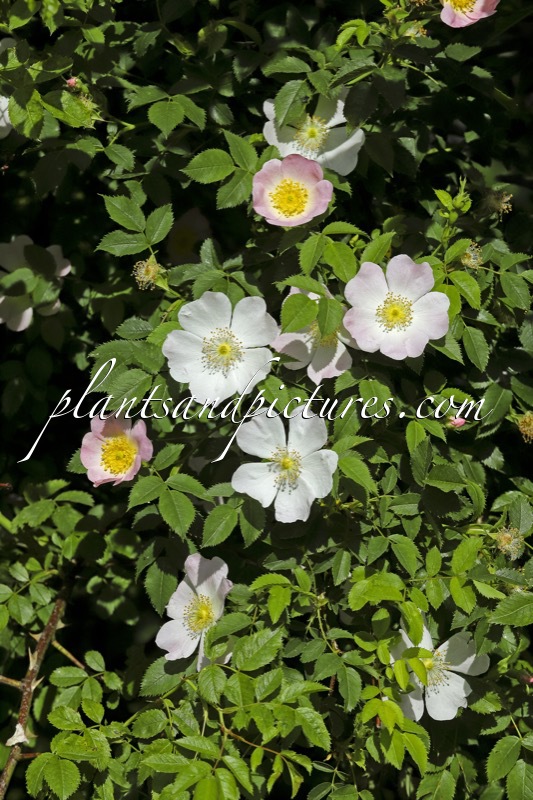 Rosa henkeri-schulzei