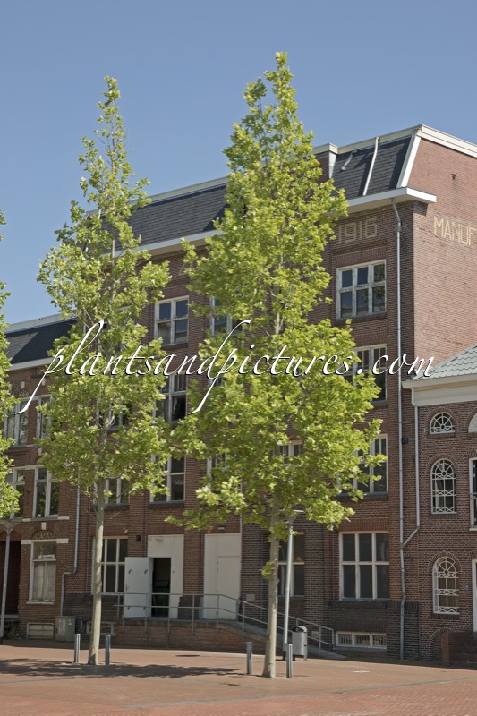 Platanus hispanica ‘Tremonia’