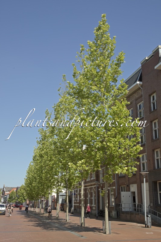 Platanus hispanica ‘Tremonia’