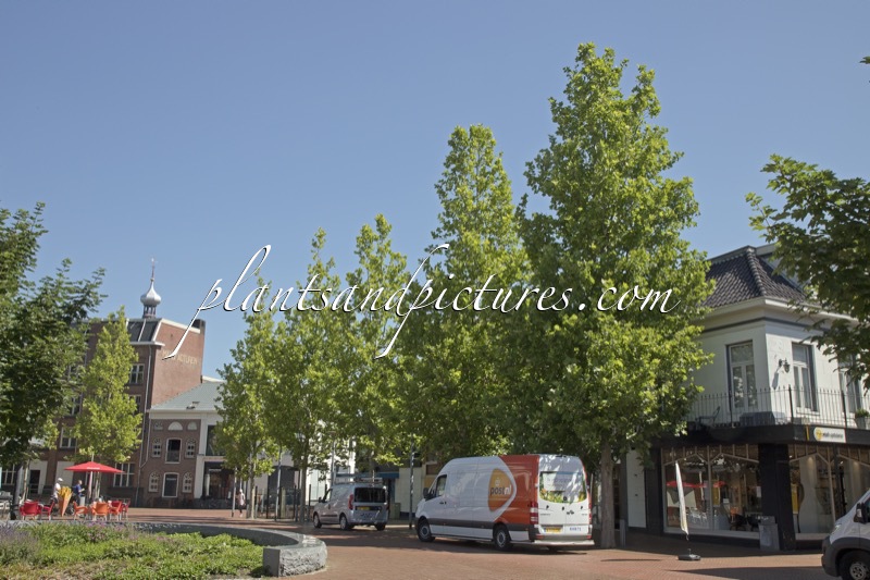 Platanus hispanica ‘Tremonia’