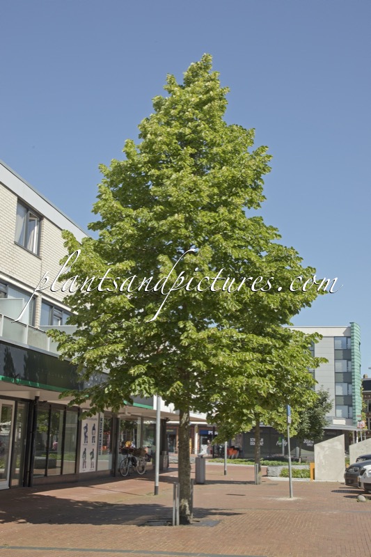 Tilia cordata ‘Rancho’