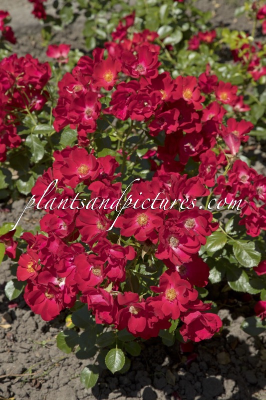 Rosa ‘Bokrapolo’ (RALLY)