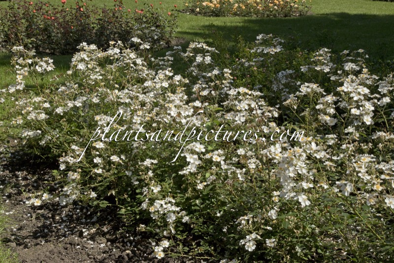 Rosa ‘Interflowi’ (WHITE FLEURETTE)
