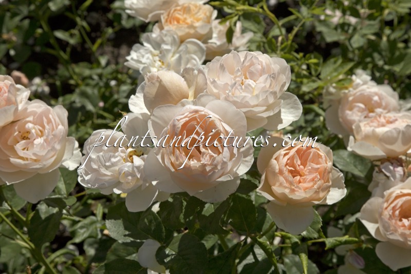 Rosa ‘Austwist’ (THE SHEPHERDESS)