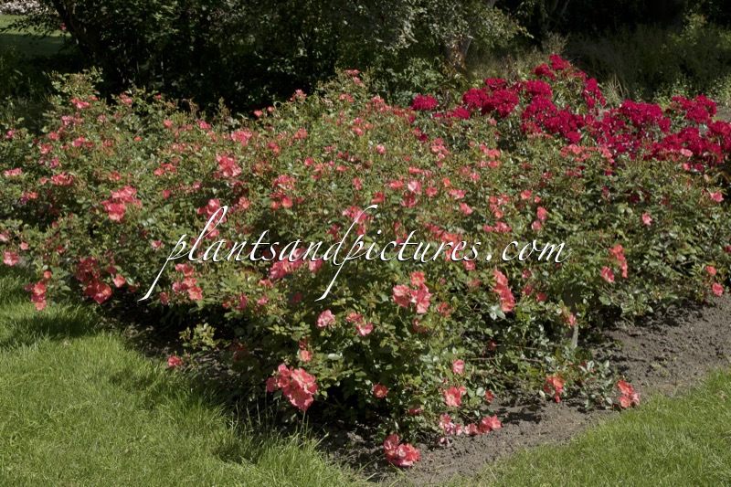 Rosa ‘Meipopul’ (AMSTELVEEN)