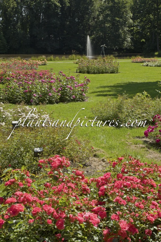 Rosarium Winschoten