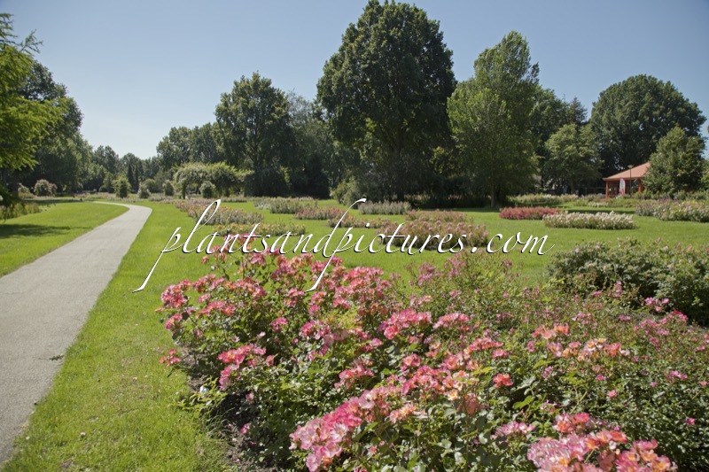 Rosarium Winschoten