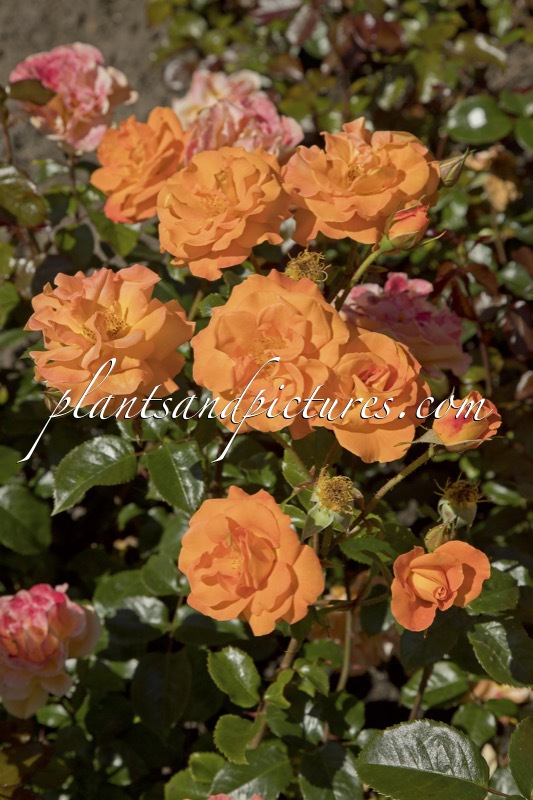 Rosa ‘Noa75800’ (WESTZEIT)