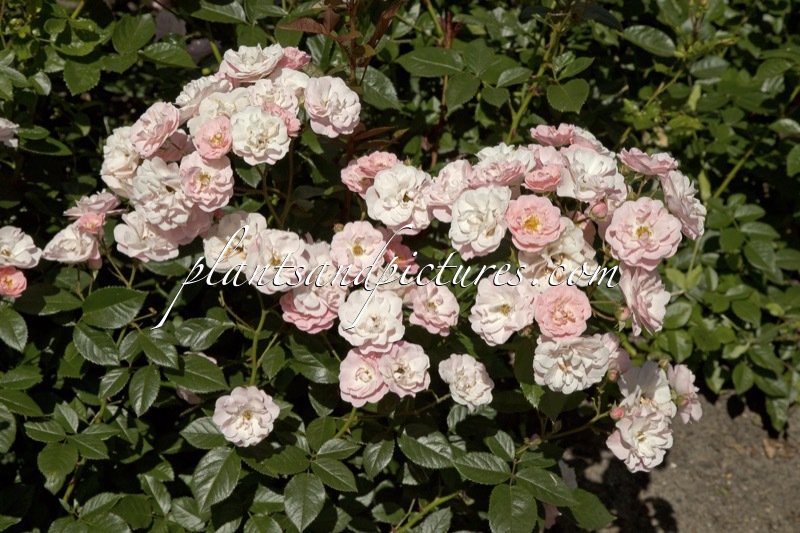 Rosa ‘Meixetal’ (MAKE-UP)