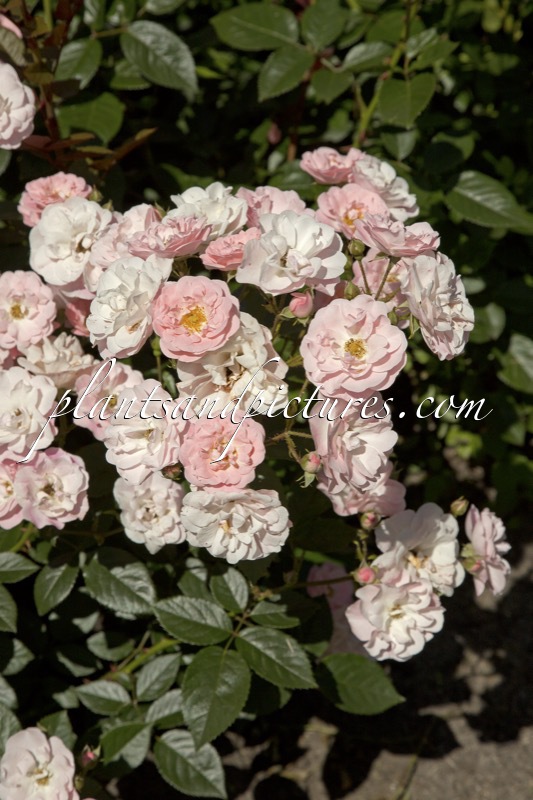 Rosa ‘Meixetal’ (MAKE-UP)