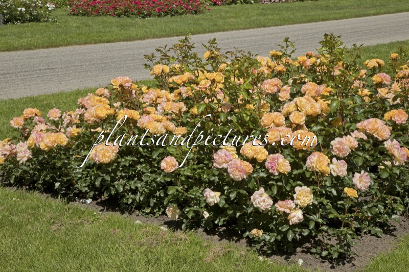 Rosa ‘Tan06004’ (LAMPION)