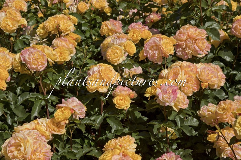 Rosa ‘Tan06004’ (LAMPION)