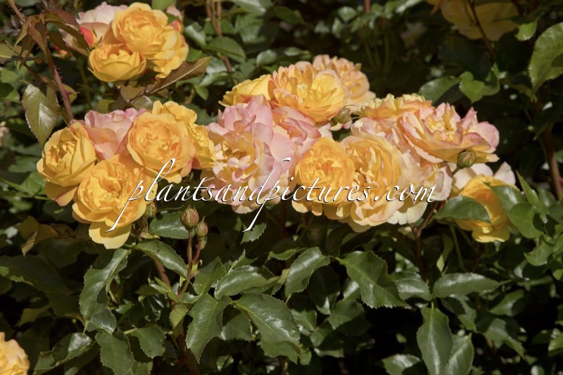 Rosa ‘Tan06004’ (LAMPION)