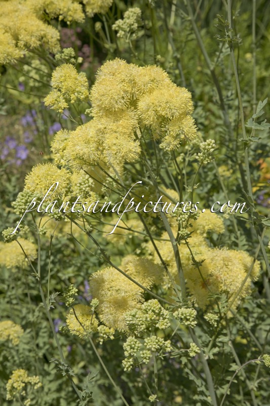 Thalictrum flavum subsp. glaucum
