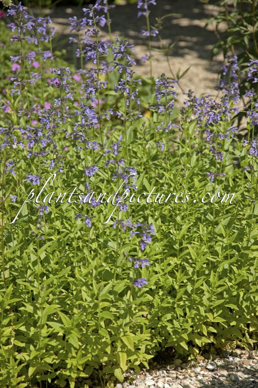 Nepeta sibirica
