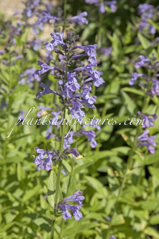 Nepeta sibirica
