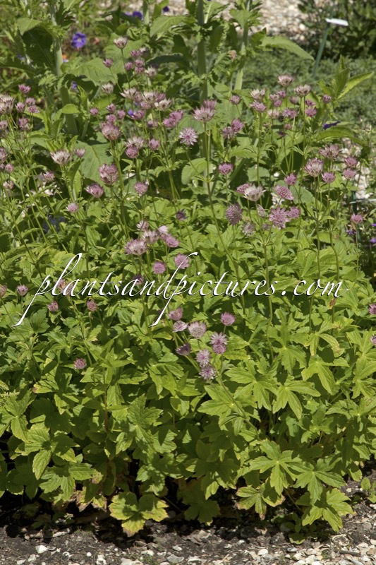Astrantia ‘Ariane’