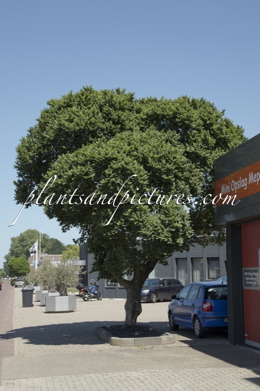 Ulmus minor ‘Jacqueline Hillier’