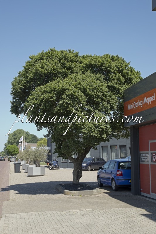 Ulmus minor ‘Jacqueline Hillier’