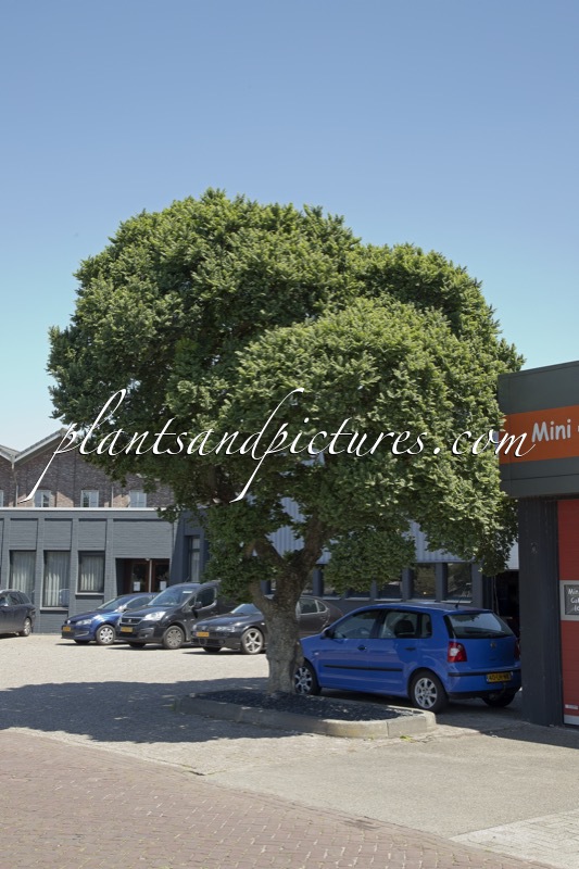Ulmus minor ‘Jacqueline Hillier’