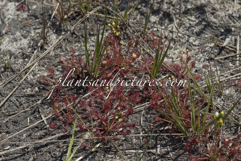 Drosera intermedia