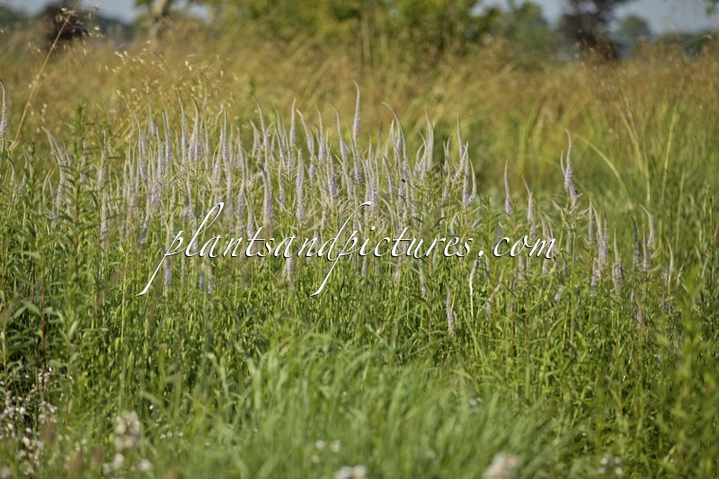 Veronicastrum virginicum ‘Lavendelturm’