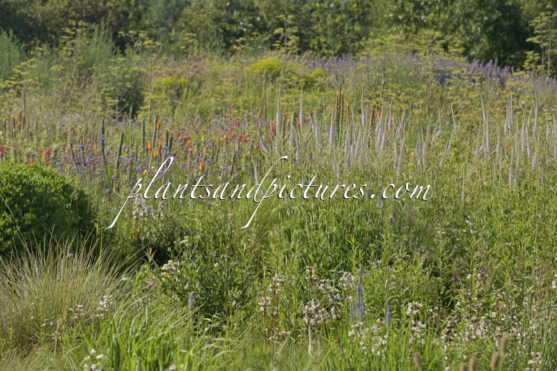 Veronicastrum virginicum ‘Lavendelturm’