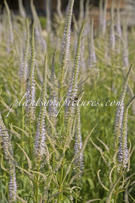 Veronicastrum virginicum ‘Lavendelturm’