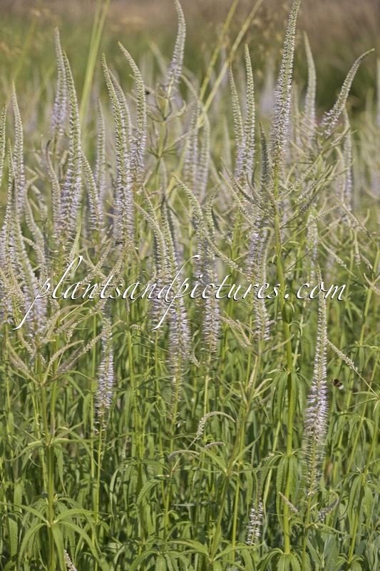 Veronicastrum virginicum ‘Lavendelturm’