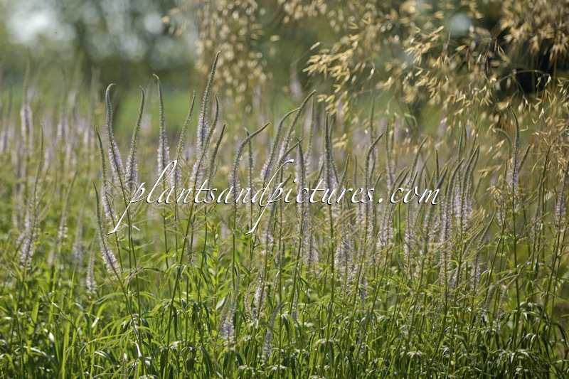 Veronicastrum virginicum ‘Lavendelturm’