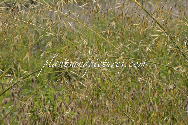 Stipa gigantea