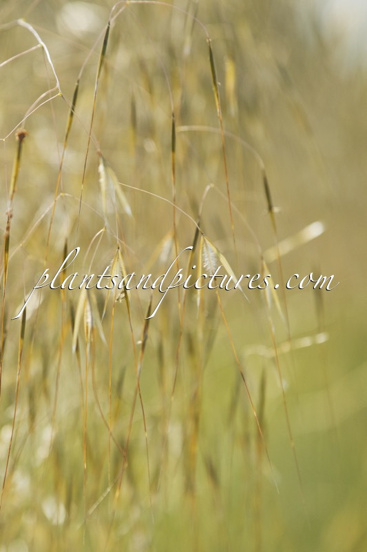 Stipa gigantea