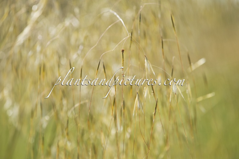 Stipa gigantea