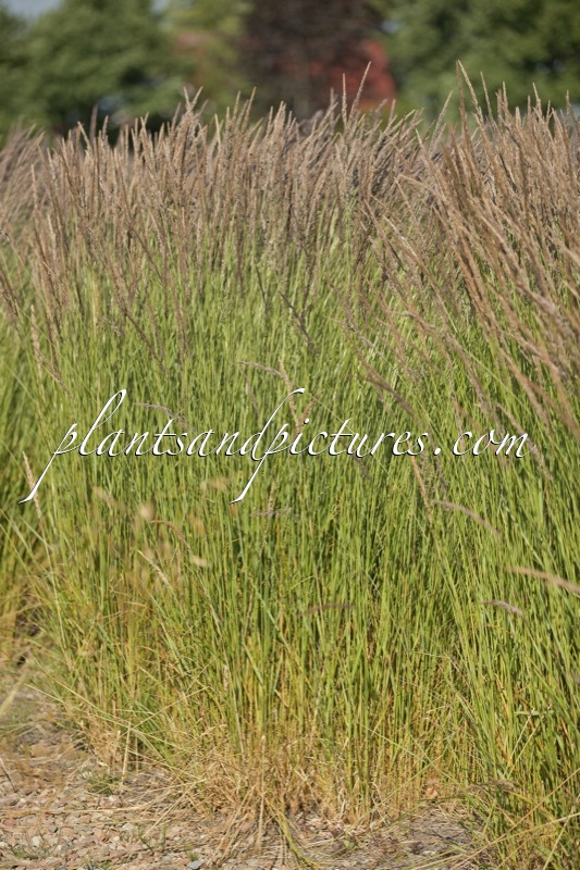 Calamagrostis acutiflora ‘Karl Foerster’