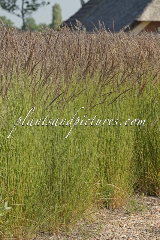 Calamagrostis acutiflora ‘Karl Foerster’