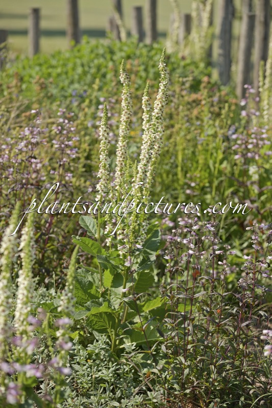Verbascum chaixii ‘Album’