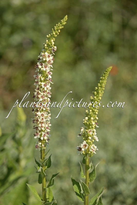 Verbascum chaixii ‘Album’