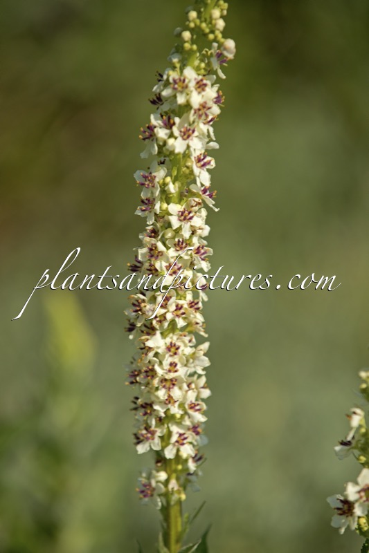 Verbascum chaixii ‘Album’