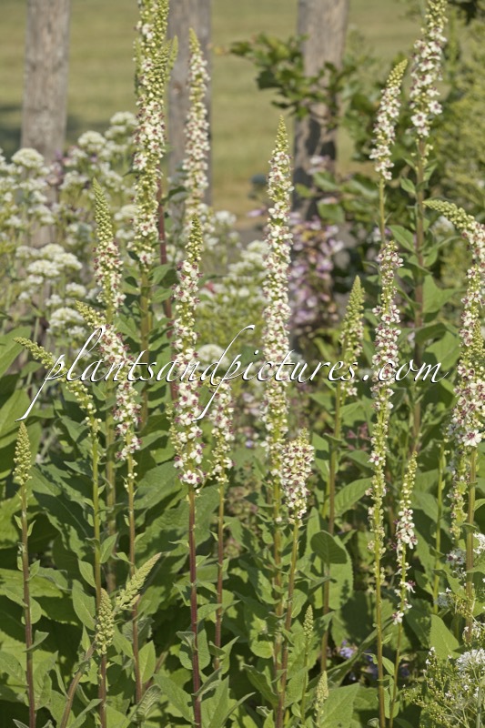 Verbascum chaixii ‘Album’