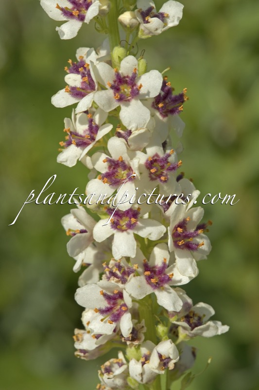 Verbascum chaixii ‘Album’