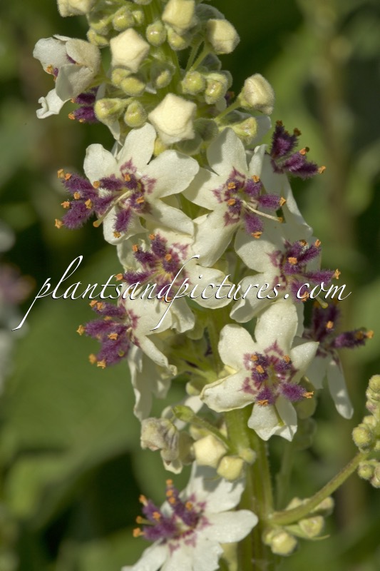 Verbascum chaixii ‘Album’