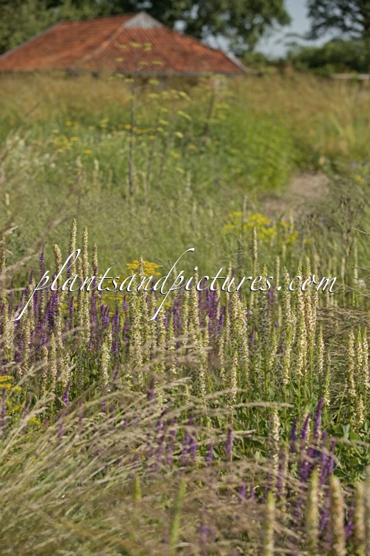 Verbascum chaixii ‘Album’