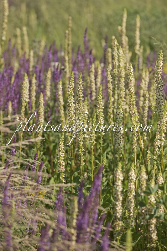 Verbascum chaixii ‘Album’