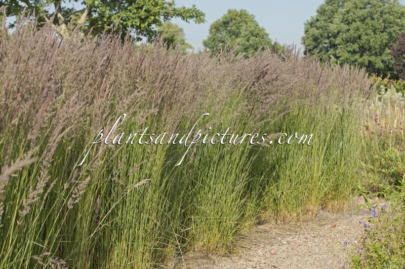 Calamagrostis acutiflora ‘Karl Foerster’