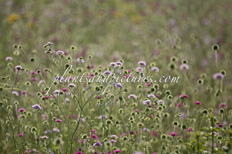Scabiosa columbaria