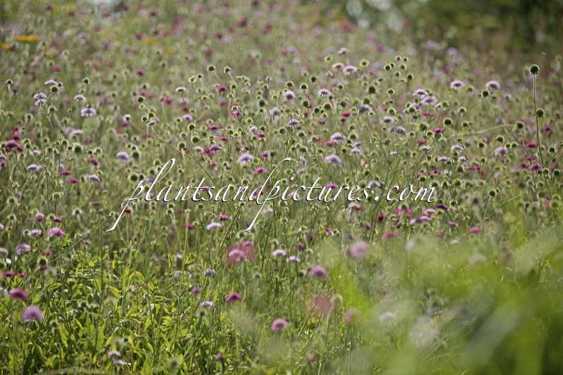 Scabiosa columbaria