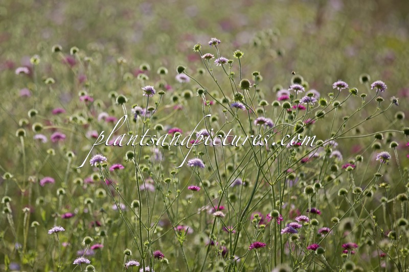 Scabiosa columbaria